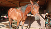 Vente de cheval : Keryvon